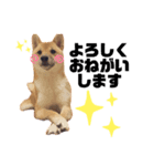柴犬ずっぴのスタンプ（個別スタンプ：8）
