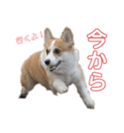 パピコギの瑠斗＆ケント（個別スタンプ：2）