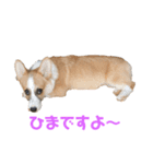 パピコギの瑠斗＆ケント（個別スタンプ：3）