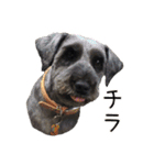 シュナウザーのマルと仲間たち（個別スタンプ：18）