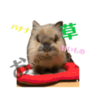 もふまるときどき仲間（個別スタンプ：8）