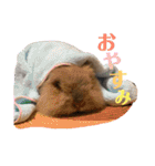 もふまるときどき仲間（個別スタンプ：16）
