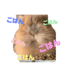 もふまるときどき仲間（個別スタンプ：17）