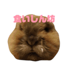 もふまるときどき仲間（個別スタンプ：20）