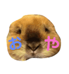 もふまるときどき仲間（個別スタンプ：24）