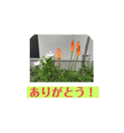 花いっぱい 日常ことば（個別スタンプ：2）
