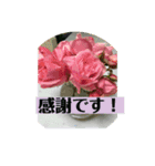 花いっぱい 日常ことば（個別スタンプ：3）