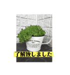 花いっぱい 日常ことば（個別スタンプ：5）