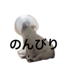 キキの暮らし（個別スタンプ：3）