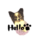 愛犬エルの日常（個別スタンプ：1）