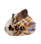 愛犬エルの日常（個別スタンプ：2）