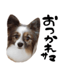 愛犬エルの日常（個別スタンプ：6）