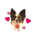 愛犬エルの日常（個別スタンプ：8）