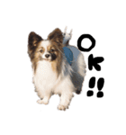 愛犬エルの日常（個別スタンプ：9）