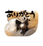 愛犬エルの日常（個別スタンプ：12）