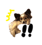 愛犬エルの日常（個別スタンプ：14）