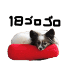 愛犬エルの日常（個別スタンプ：16）