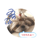 シーズーらーちゃんの日常！（個別スタンプ：6）