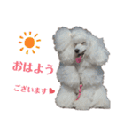 ライアン王国だ〜No1（個別スタンプ：3）