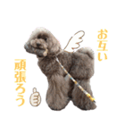ライアン王国だ〜No1（個別スタンプ：14）