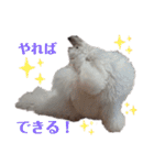 ライアン王国だ〜No1（個別スタンプ：15）