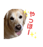 ゴールデンレトリーバー ぴのちゃん（個別スタンプ：1）