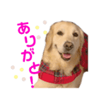 ゴールデンレトリーバー ぴのちゃん（個別スタンプ：3）