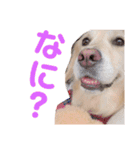 ゴールデンレトリーバー ぴのちゃん（個別スタンプ：7）