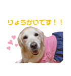 ゴールデンレトリーバー ぴのちゃん（個別スタンプ：8）