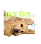 ゴールデンレトリーバー ぴのちゃん（個別スタンプ：11）