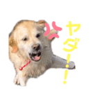 ゴールデンレトリーバー ぴのちゃん（個別スタンプ：12）