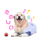 ゴールデンレトリーバー ぴのちゃん（個別スタンプ：13）