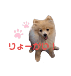 ポメラニアン ラテくんスタンプ（個別スタンプ：5）