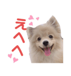ポメラニアン ラテくんスタンプ（個別スタンプ：13）