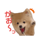 ポメラニアン ラテくんスタンプ（個別スタンプ：17）