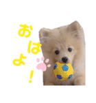 ポメラニアン ラテくんスタンプ（個別スタンプ：20）