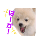 ポメラニアン ラテくんスタンプ（個別スタンプ：22）