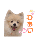 ポメラニアン ラテくんスタンプ（個別スタンプ：24）