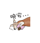 神戸どうぶつ王国 公式スタンプ (繁体中文)（個別スタンプ：10）