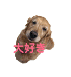 ごるちゃん会話（個別スタンプ：2）