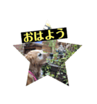 ごるちゃん会話（個別スタンプ：17）