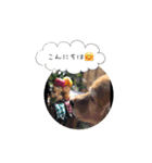 ごるちゃん会話（個別スタンプ：18）