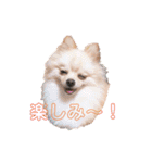 ぽめ＆ちわわ（個別スタンプ：3）