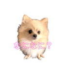 ぽめ＆ちわわ（個別スタンプ：8）