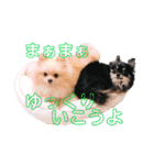 ぽめ＆ちわわ（個別スタンプ：13）
