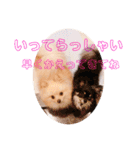 ぽめ＆ちわわ（個別スタンプ：15）