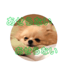 ぽめ＆ちわわ（個別スタンプ：17）