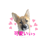 KURI ＆ SARAN ときどき NANA（個別スタンプ：1）