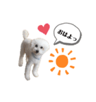かわいいけんちゃんスタンプ（個別スタンプ：1）