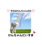 かわいいけんちゃんスタンプ（個別スタンプ：7）